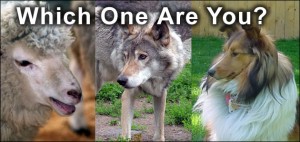 Sheep, Wolves And Sheepdogs - Activist Post