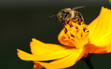 beecollapse 220x137 Blamed for Bee Collapse, Monsanto Buys Leading Bee Research Firm