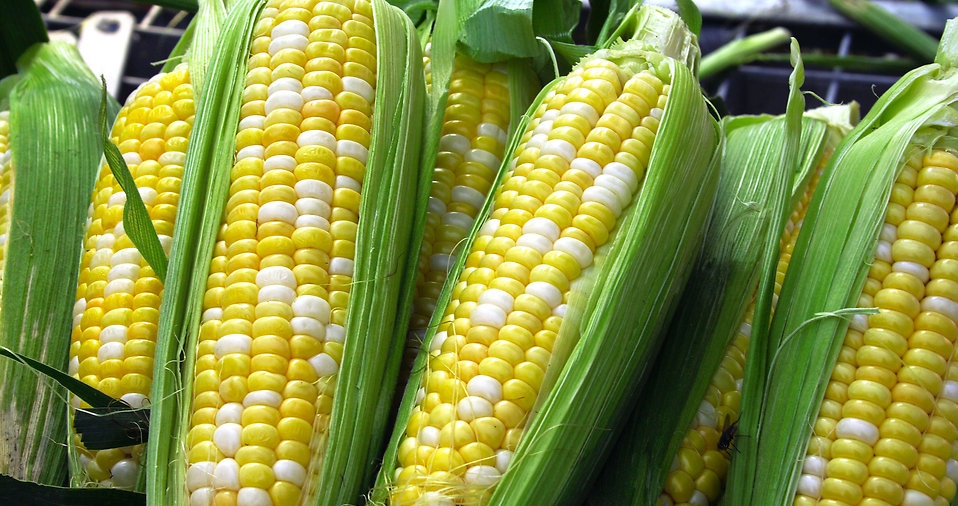 gmo-corn