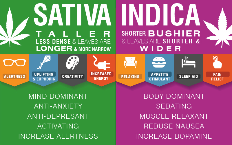 cannabis infographic