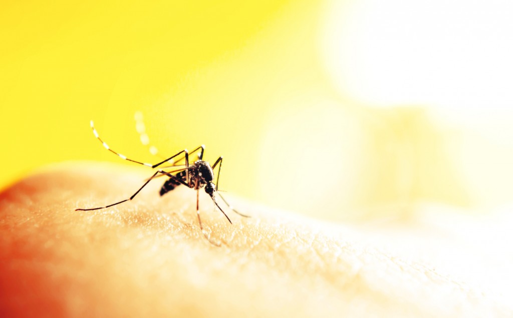 Mosquito-Bite-Zika-Virus