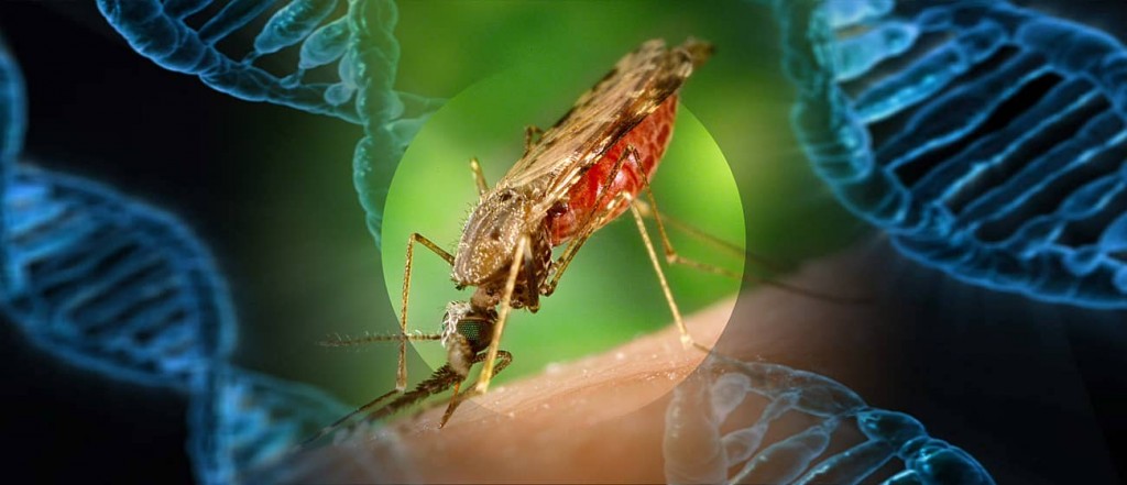 mosquito_gene-min
