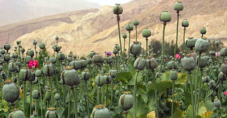 opium-afghanistan