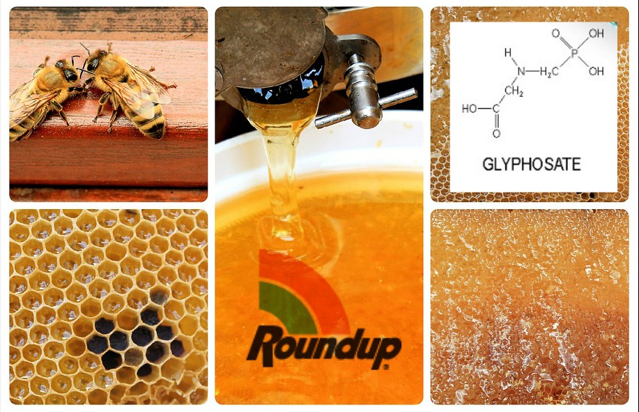 roundup-honey-glyphosate