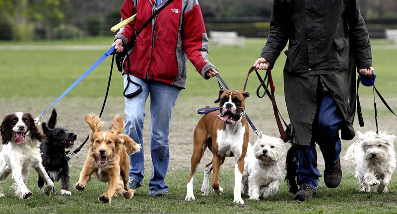 New York Cracks Down on Unlicensed Dog Walkers