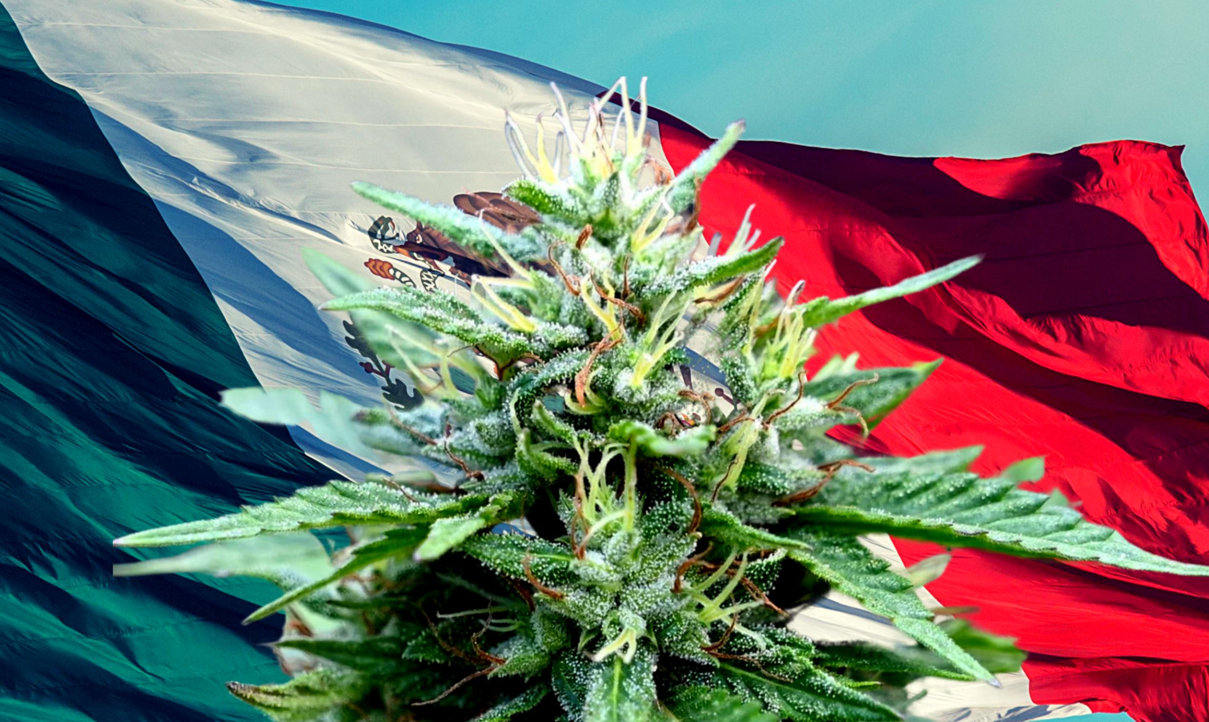 Mexico Senate Votes in Landslide To Legalize World’s Largest Cannabis