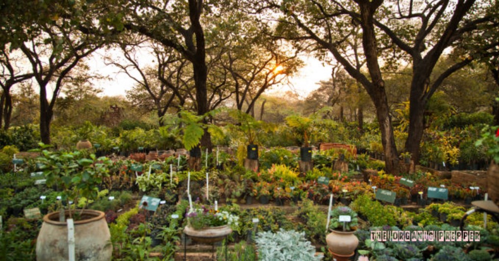 How to Create a Food Forest in Your Backyard  Food-forest-op