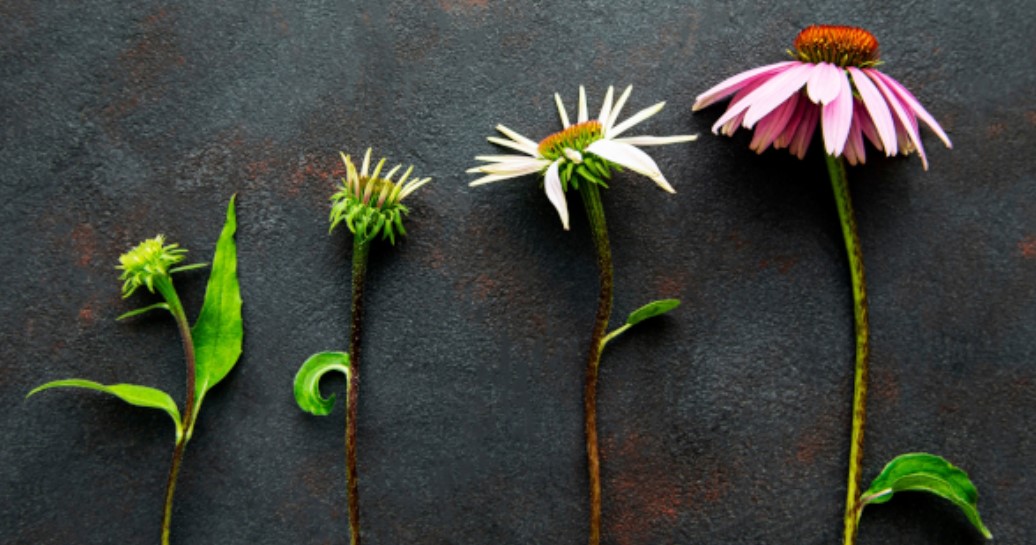 New Benefit of Echinacea Discovered  Echinacea