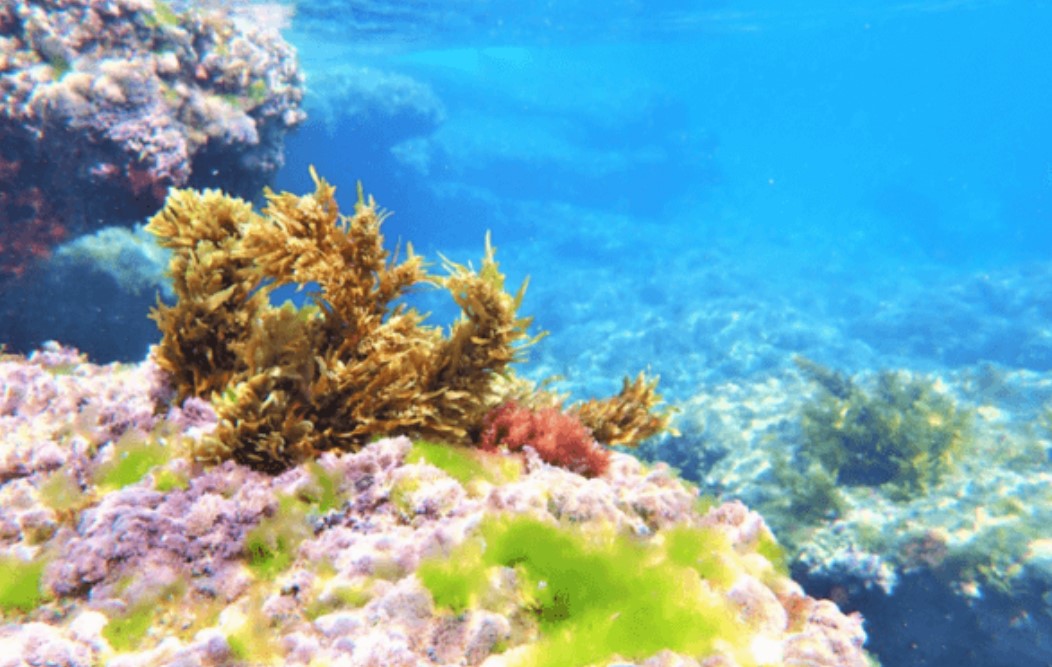 “Super Seaweed” Boosts Health So Dramatically It Could Revolutionize Modern Medicine  Seaweed-garden