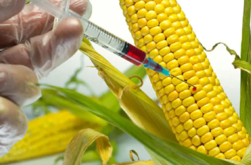 Corn