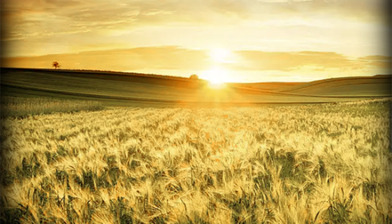 1-Organic-farming