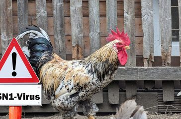 birdflu