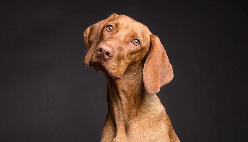 dog-3277416_1280