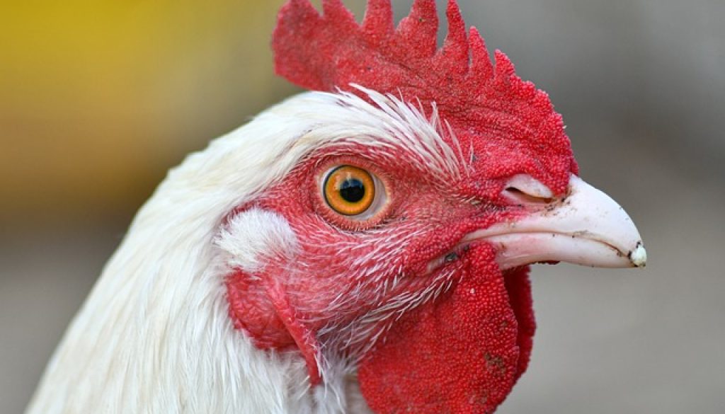 hen-5560931_640