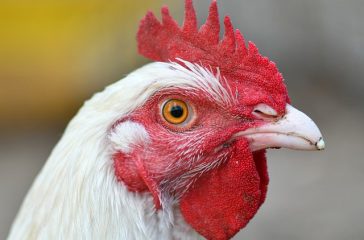 hen-5560931_640