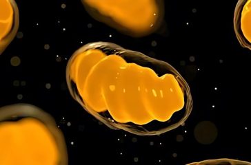 mitochondrial-dysfunction