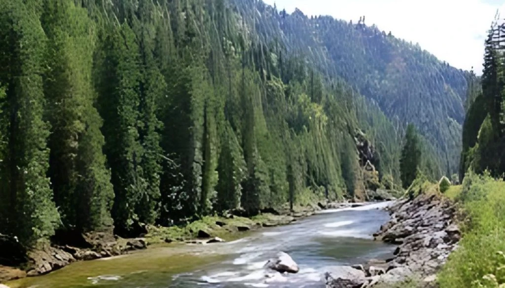 National Forests