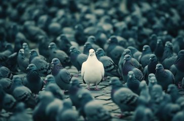 A unique white pigeon stands out amidst a flock of dark pigeons, symbolizing individuality and distinctiveness.