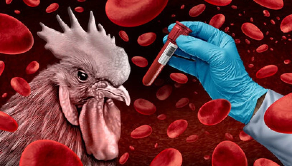 birdflu1