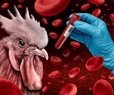 birdflu1