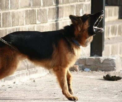 german-shepherd-166972_1280