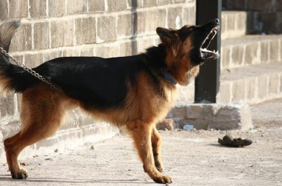 german-shepherd-166972_1280