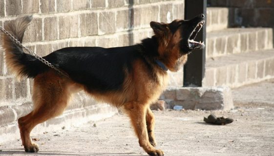 german-shepherd-166972_1280