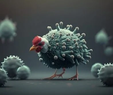 birdflu2