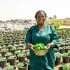 burkina-faso-vegetable-farming