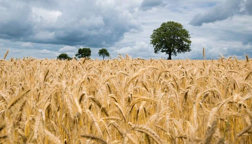wheat-2549245_640