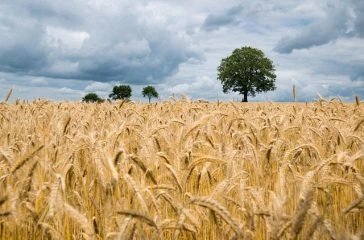 wheat-2549245_640 wheat-2549245_640