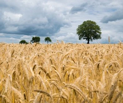 wheat-2549245_640
