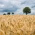 wheat-2549245_640