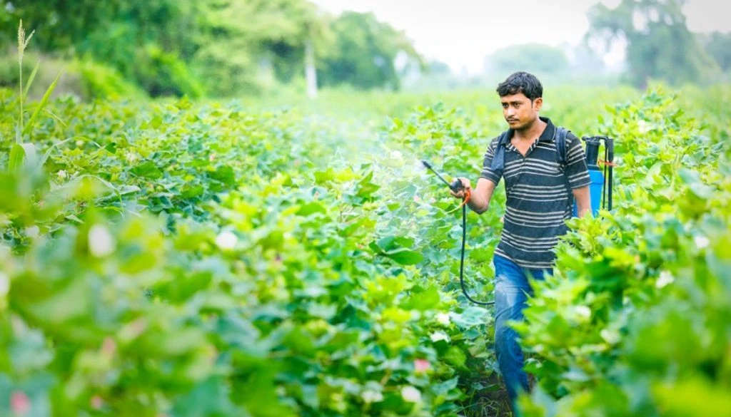 Indian,Farmer,Spraying,Pesticide,At,Cotton,Field