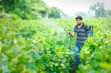 Indian,Farmer,Spraying,Pesticide,At,Cotton,Field