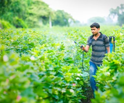 Indian,Farmer,Spraying,Pesticide,At,Cotton,Field