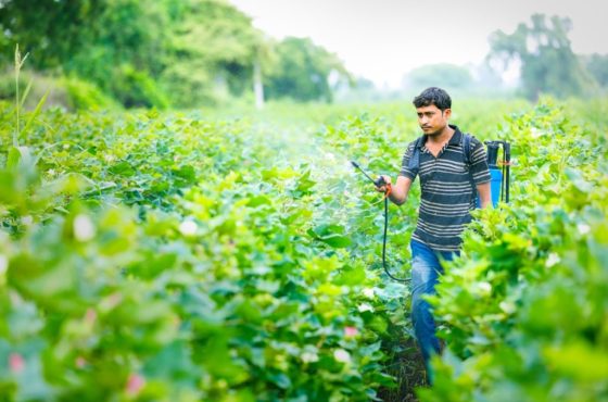 Indian,Farmer,Spraying,Pesticide,At,Cotton,Field Indian,Farmer,Spraying,Pesticide,At,Cotton,Field