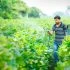 Indian,Farmer,Spraying,Pesticide,At,Cotton,Field