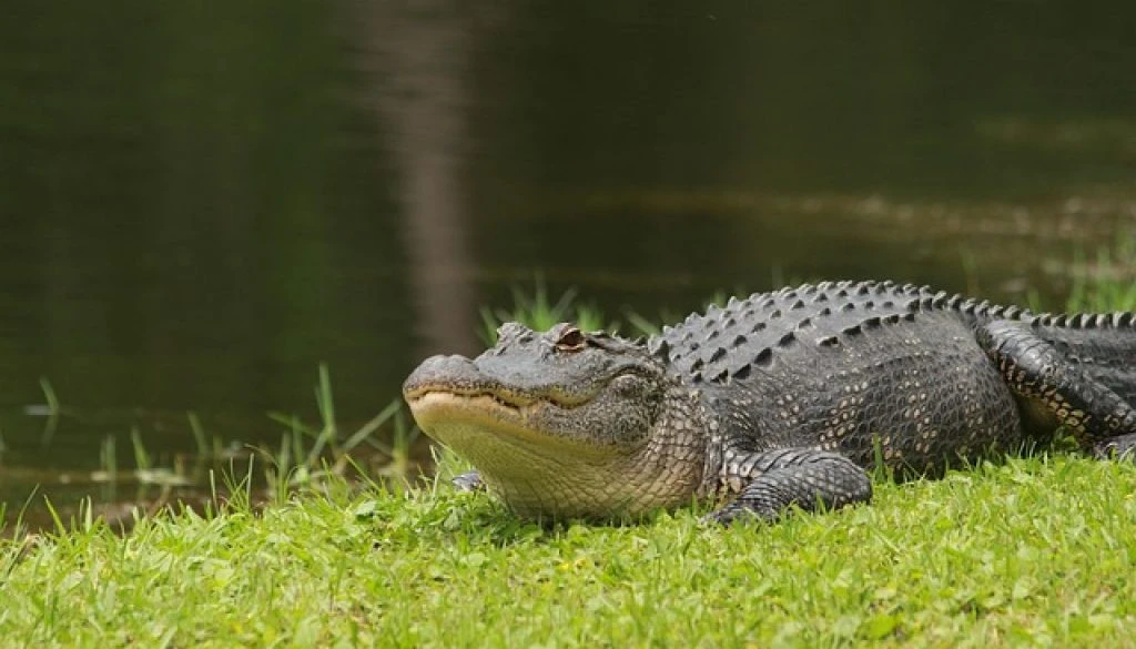 alligator-8787105_640