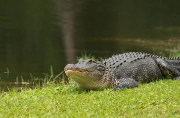 alligator-8787105_640