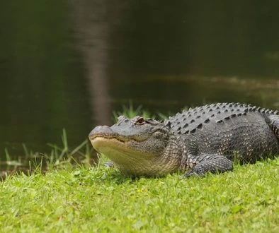 alligator-8787105_640