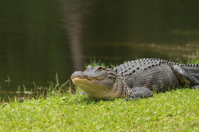 alligator-8787105_640 alligator-8787105_640