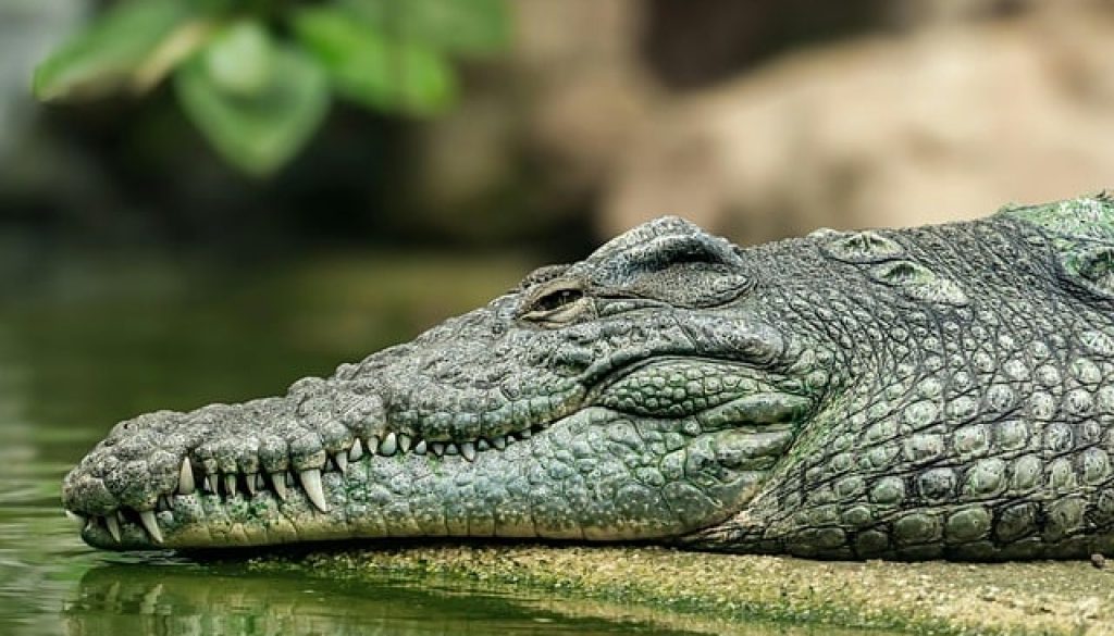 reptile-9641440_640