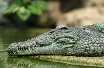 reptile-9641440_640