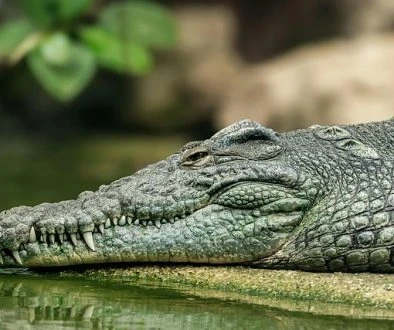 reptile-9641440_640