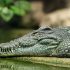 reptile-9641440_640