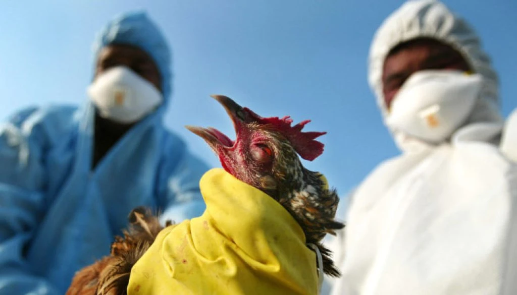 bird-flu