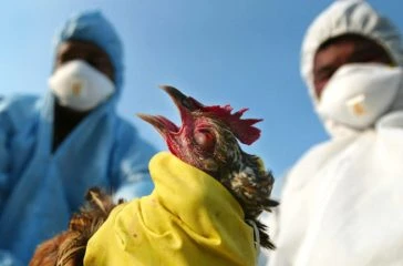 bird-flu