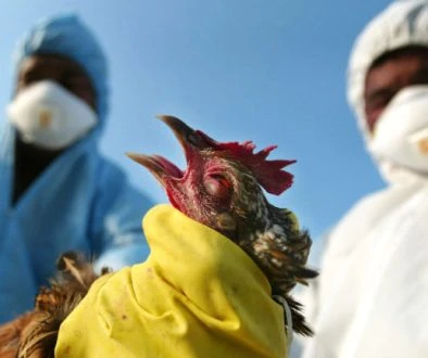 bird-flu