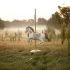 horse-1489825_640